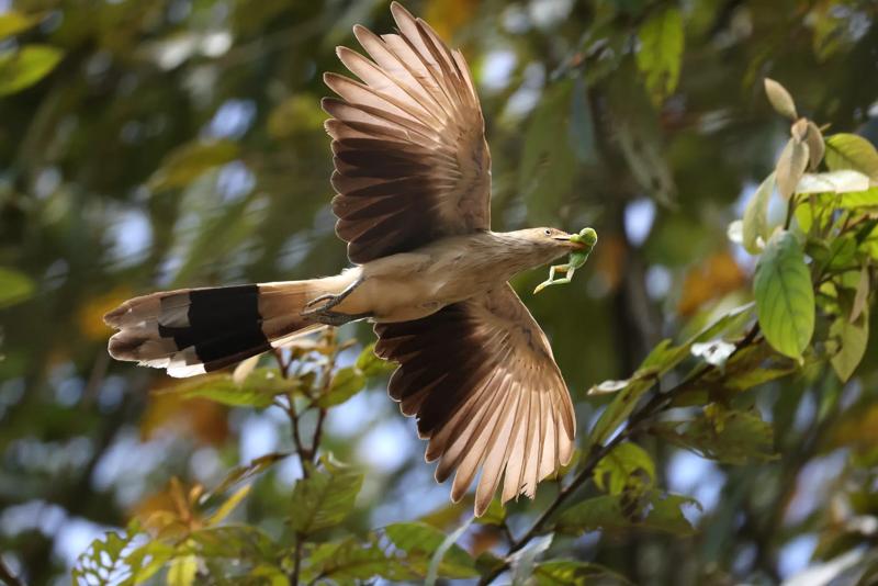 Southeastern Brazil: Best of the Atlantic Forest