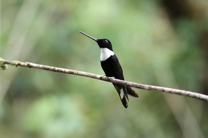 Southeastern Brazil: Best of the Atlantic Forest