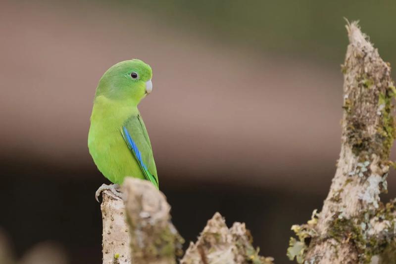 Southeastern Brazil: Best of the Atlantic Forest Southeastern Brazil: Best of the Atlantic Forest